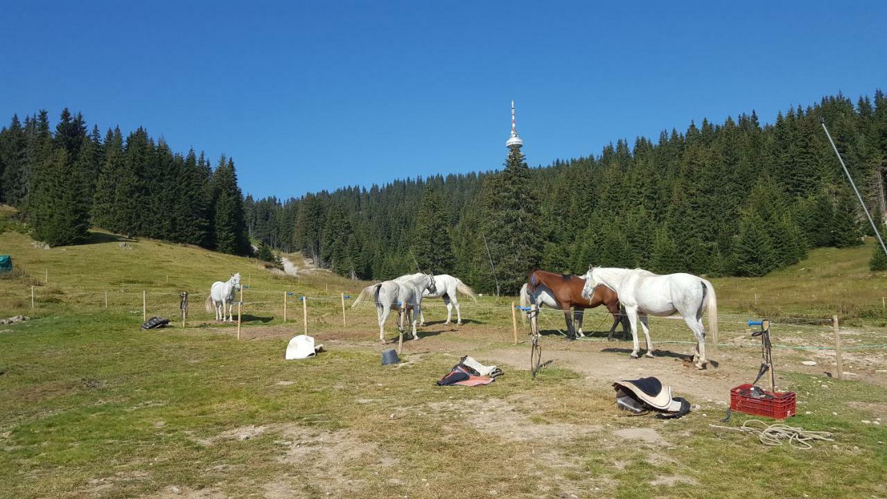 Papa Moose Pamporovo Exterior foto